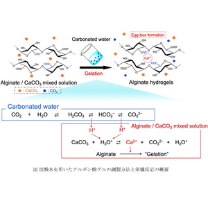 炭酸水を用いて調製したアルギン酸ゲルにおいてCO2の放出挙動が架橋度に及ぼす影響を解明 ～ゲルの物性を制御する重要知見、サステナブルな材料開発に貢献～