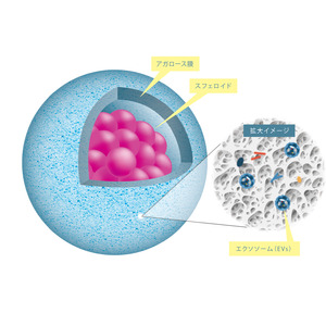 「細胞カプセル化試薬(AGM)」を開発、2024年4月販売開始