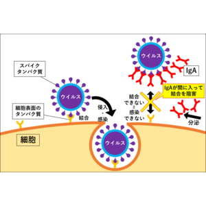 金色のユーグレナ(R)が、インフルエンザおよび新型コロナウイルスへの感染予防につながる可能性をヒト臨床試験で確認