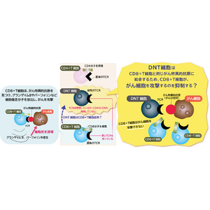 CD4-CD8-ダブルネガティブT細胞が大腸がんを攻撃する免疫を抑えている？