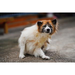 群馬県のおおとね動物病院で「犬の皮膚科特別診療」が受診可能に（四季の森どうぶつクリニック）
