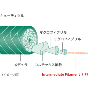 アミノエチルチオコハク酸ジアンモニウムのうねりの改善メカニズムを解明