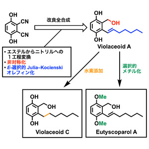 ユーチスコパロールAとビオールアセオイドCの全合成を達成 ～薬学応用に向けた生理活性の解明に大きく前進～