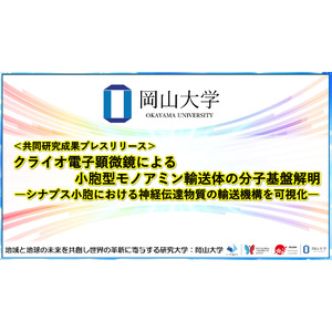 クライオ電子顕微鏡による小胞型モノアミン輸送体の分子基盤解明 -シナプス小胞における神経伝達物質の輸送機構を可視化-〔京都大学, 岡山大学, 大阪大学, 京都工芸繊維大学〕