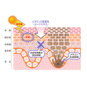 ＜国際学術誌「PLOS One」に掲載＞ビタミンC誘導体・セージエキスに関する新知見