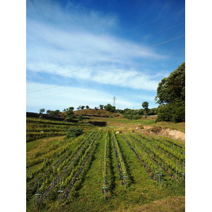 【農福連携・共生社会】Kふぁーむ産ブドウを使ったワイン”Vin de Ollage 本宮ロゼ2022”がリリースされます